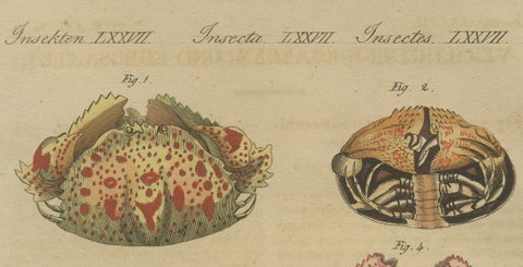 Antique Calappa Box Crabs & Exotic Crabs Engraving, Bertuch, 1813, close-up 2