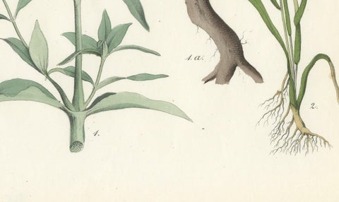 Hand-Colored Botanical Lithograph of Soapwort & Yellow Asphodel, 1854, close-up 1