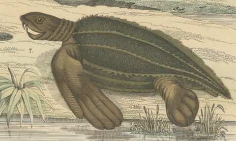 Turtles & Tortoises Print: Sea Turtle, Snapping Turtle, Terrapin, Antique 1867, close-up 2