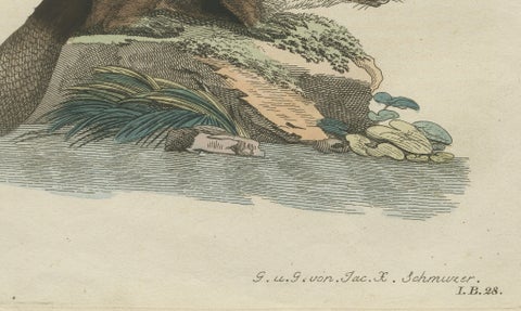 Antique Beaver with Webbed Feet Engraving, Bertuch, c. 1792, close-up 4