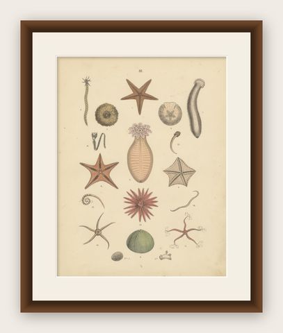 Echinoderms Print: Starfish, Sea Urchins, Brittle Stars, Sea Cucumbers, 1867, shown framed
