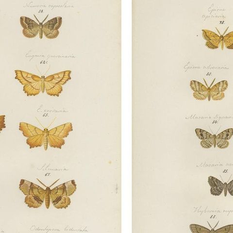 Set of 4 Antique Prints of Various Butterflies and Moths by Ramann, circa 1870, close-up 1
