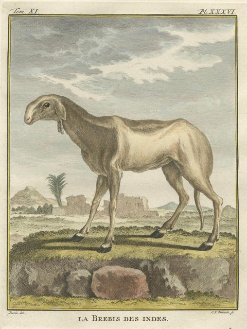 Rare 1769 India Sheep & Ram Trio, Hand-Coloured Buffon Engravings Set, close-up 3