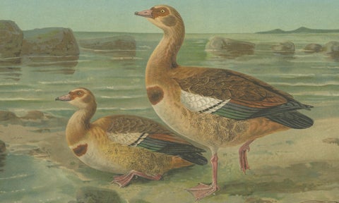 Wild Geese on a Rocky Shore, Elegant Antique Bird Chromolithograph c.1880, close-up 3