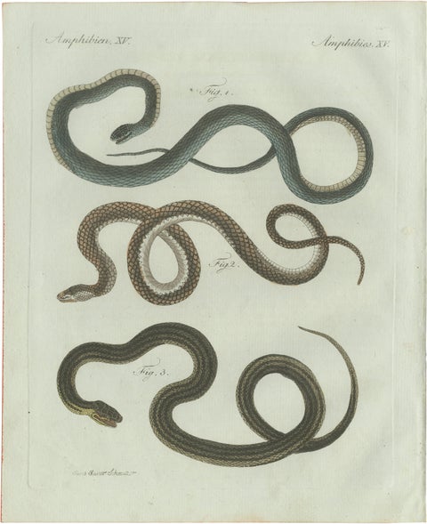 Original Antique Print of Three European Snakes by Bertuch, 1802