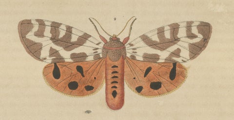 Handcolored Variations of Moths: A Study in Lepidoptera Elegance, 1845, close-up 2