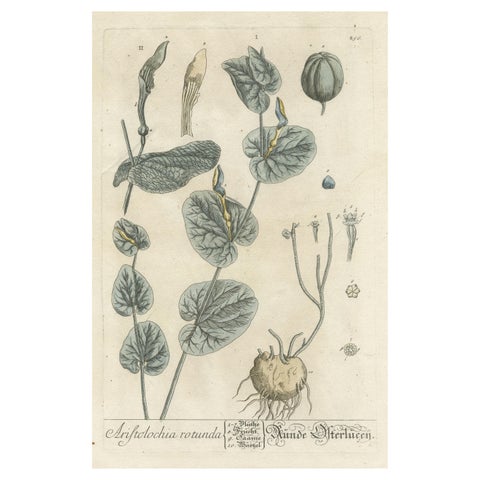 Antique Botanical Print of Aristolochia Rotunda