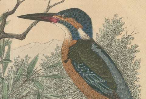 Hand-Coloured Lithograph of Kingfishers in Serenity: An 1852 Riverside Study, close-up 3