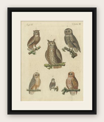 European Owls, Antique Hand-Colored Bird Engraving, Vogel IX, c.1800, shown framed