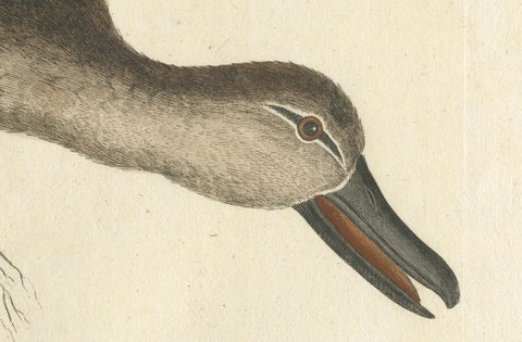 Hand-Colored Engraving of the American Blue-Winged Teal by Seligmann, ca.1770, close-up 2