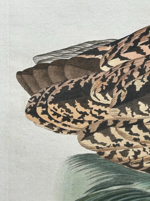 Ardea Stellaris Rufa, Eurasian Bittern from Nederlandsche Vogelen, 1809, view 3