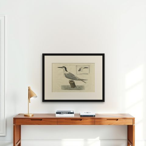 Sandwich Tern, Sterna Cantiaca, Antique Hand-Coloured Bird Print, c.1829, shown framed on a wall