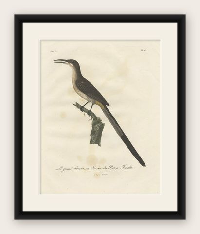 Beautiful Hand-Colored Antique Print of a Cape Sugarbird 'Promerops Cafer', 1810, shown framed