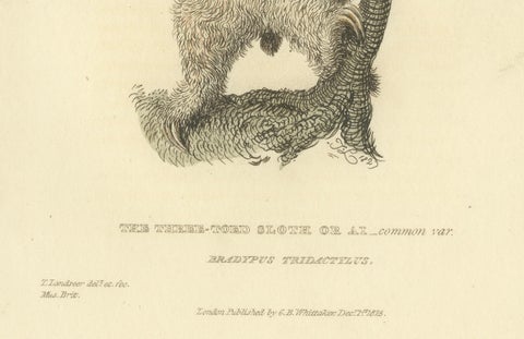 Antique Print with Hand Coloring of a Common Pale-Throated Sloth, close-up 2