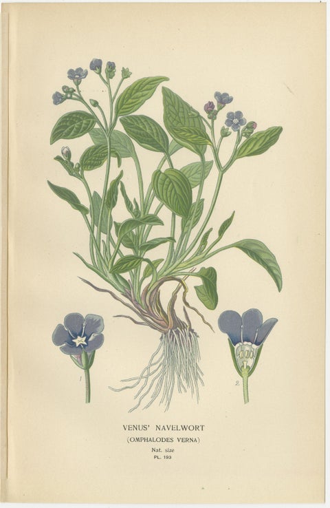 1897 Vibrant Botanical Prints, Baby Blue Eyes, Cherry Pie and Blue Eyed Mary, view 4