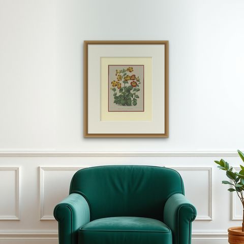 Antique Botany Print of the Mimulus Luteus by Severeyns 'c.1875', shown framed on a wall