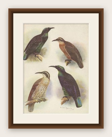 Antique Print of the Queen Victoria Rifle Bird and the Rifle Bird, 1950, shown framed