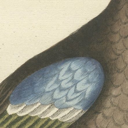 Hand-Colored Engraving of the American Duck with Broad Bill by Seligmann, c.1770, close-up 5
