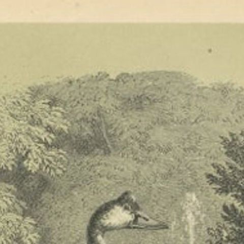 Antique Bird Print of a Spur-Winged Goose and Other Birds by Le Maout, 1853, close-up 1