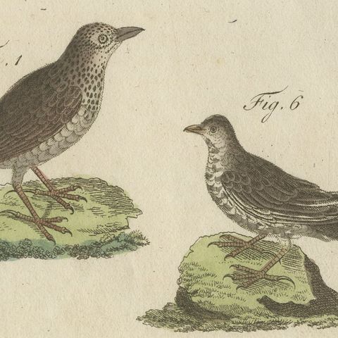 Crested Lark and Other Larks, Antique Bertuch Print, Vienna, circa 1805, close-up 4
