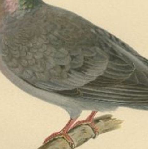 Antique Bird Print of the Stock Dove, 1929, close-up 2