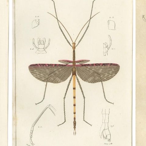 Set of 7 Antique Prints of a Grasshopper and other Insects, close-up 1
