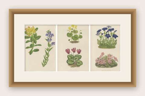 Victorian Triptych of Alpine Flowers with Gentian, Cyclamen and Sedum 1874, shown framed