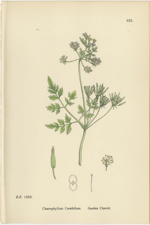 Elegant British Chervil Quartet, Hand-Colored Botanical Prints, England 1902, view 7