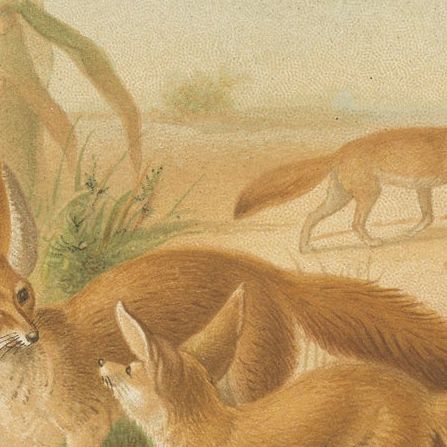 African Fennecs, Antique Desert Fox Chromolithograph, 1894, close-up 2