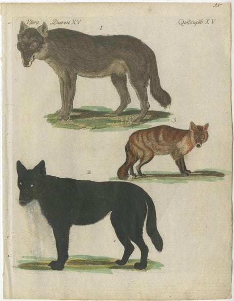 Hand Colored Antique Print of Wolves and a Fox, circa 1820, view 2