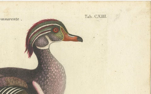 Wood Duck, Die Sommerente / Canard d’Été, after Mark Catesby, Seligmann, c.1770, close-up 6