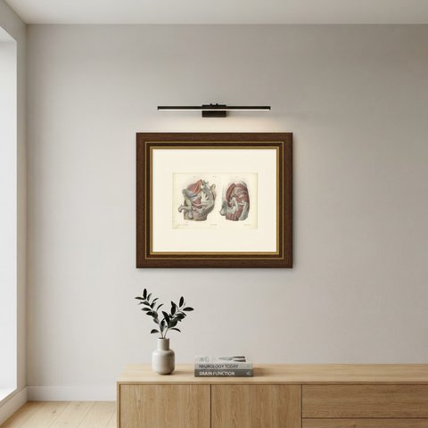 Nerves of the Male Pelvis, Antique Hirschfeld Anatomy Print, 1866, shown framed on a wall