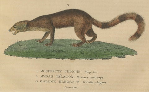 Diverse Mammals Engraved and Hand-Colored: Skunk, Stink Badger, and Canid, 1845, close-up 1