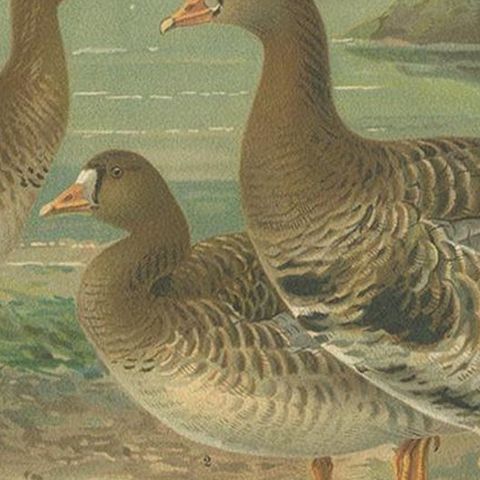 Antique Bird Print of the Greater White-Fronted Goose by Naumann, circa 1895, close-up 2