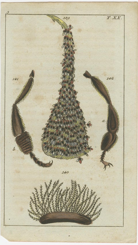Small History Prints Showing Crustaceans, Marine Life and Detailed Insects, 1832, view 3