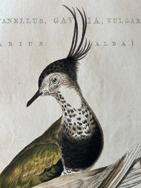 Tringa vanellus, Northern Lapwing (Kievit/Ljip) by Nozeman & Sepp, 1809, view 3
