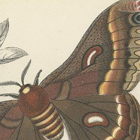 Antique Print of the Cecropia Moth by Lloyd 'circa 1897', close-up 1