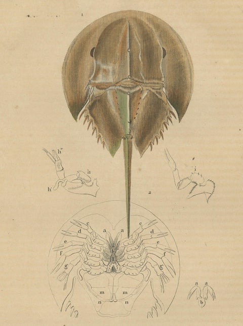 Anatomy of the Atlantic Horseshoe Crab, A Hand-Colored Engraving of 1845, close-up 1