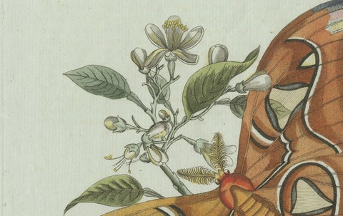 Original Antique Print of an Atlas Moth by Bertuch, circa 1800, close-up 3