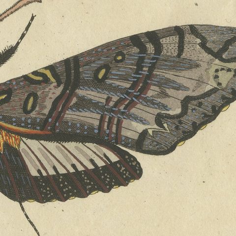 Two Large Exotic Moths, Antique Bertuch Print, circa 1815, close-up 5