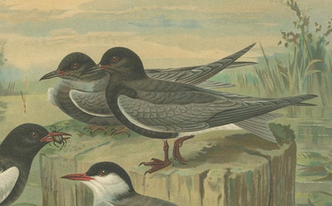 Antique Bird Print of Black Terns in Marsh Landscape, 19th Century, close-up 1