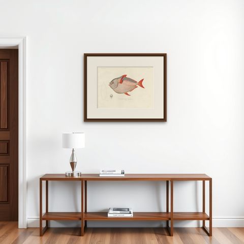 Antique Print of the Opah or Moonfish, Hand-Colored Lithograph, 1845, shown framed on a wall
