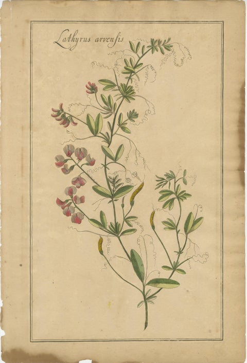Rare Set of Botanical Engravings, Lotus, Lathyrus & Hedysarum, ca.1690, view 4
