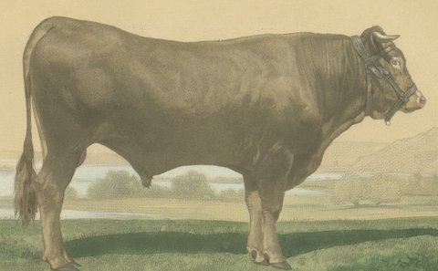 Garonnais Bull, Antique Cattle Print after Isidore Bonheur, 1873, view 3
