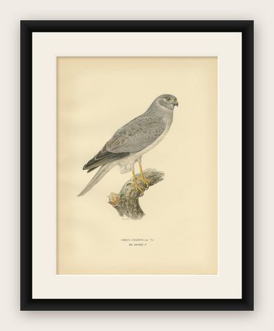 Antique Bird Print of the Hen Harrier by Von Wright '1929', shown framed