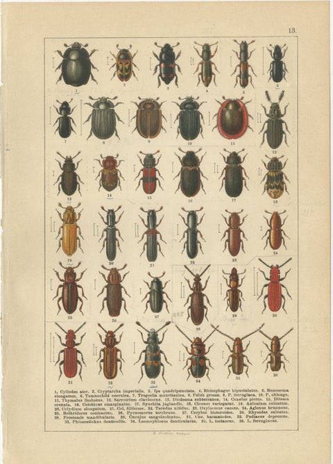 Museum Style Beetle Specimen Plates, Victorian Entomology Prints, Set of 8, view 6