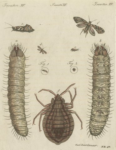 Magnified Insect Larvae and Small Moths, Antique Bertuch Print, circa 1805