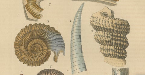 Ancient Marine Life: Handcolored Fossils of Cephalopods and Corals, 1845, close-up 3
