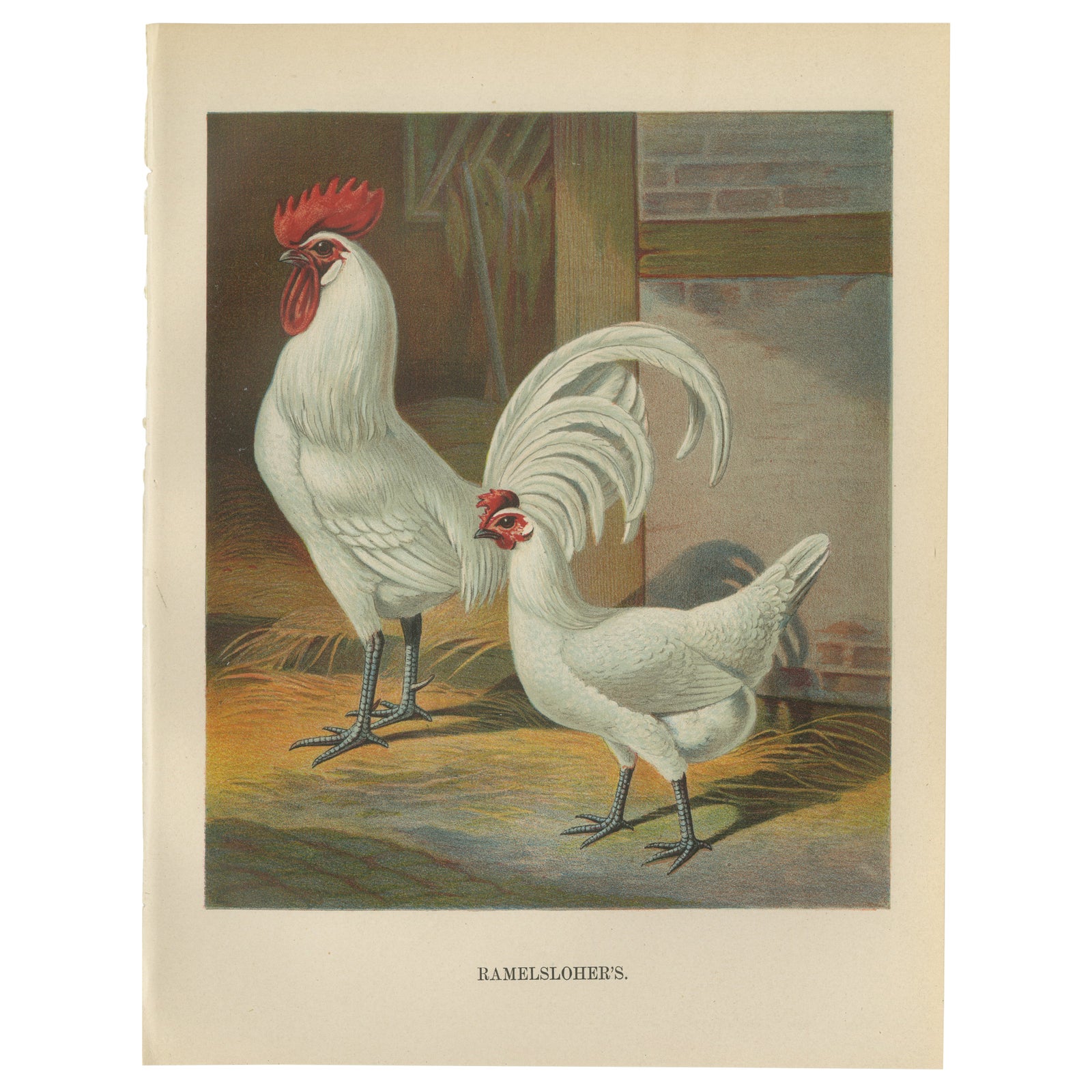The Distinguished Ramelsloher Chicken - A Rare 19th Century Poultry Lithograph
