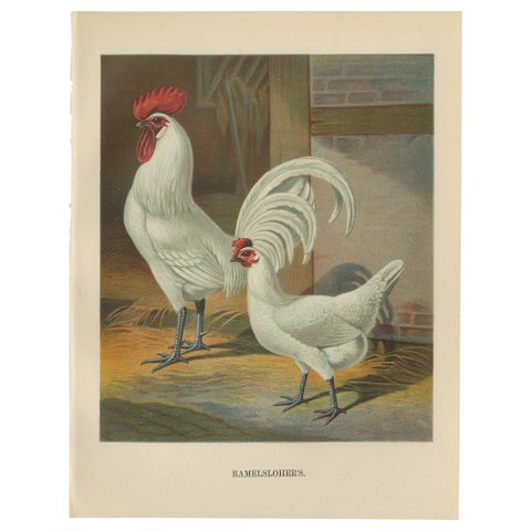 The Distinguished Ramelsloher Chicken - A Rare 19th Century Poultry Lithograph